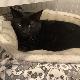 元ボス猫さんのくーちゃん♂