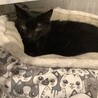 元ボス猫さんのくーちゃん♂ サムネイル3