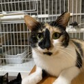 ハラちゃん　三毛猫の女の子　
