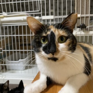 ハラちゃん　三毛猫の女の子　