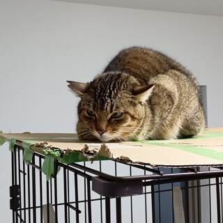 8ヶ月オス☆キジトラ2匹☆保護猫