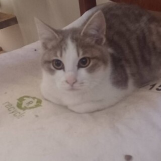 （トライアル予定）グレ白ハチワレ　新之助