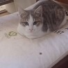 （里親様決定）グレ白ハチワレ　モフィ サムネイル2