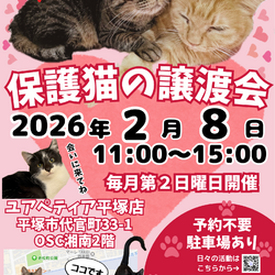 【予約不要】保護猫の譲渡会