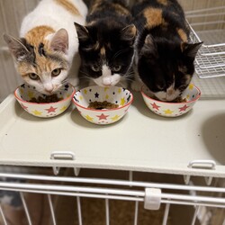 【予約不要】保護猫の譲渡会 サムネイル2