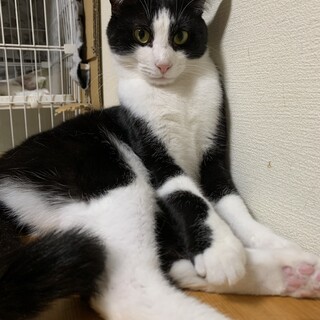 美猫ハチワレボーイ　ロンくん