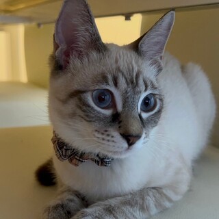 玄関でお出迎え♪甘えん坊シャム風MIX（避妊済）