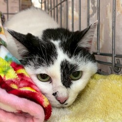 【予約不要】保護猫の譲渡会 サムネイル3