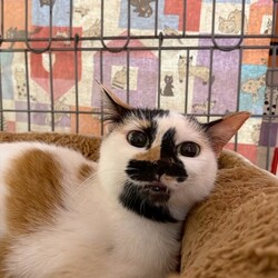 【予約不要】保護猫の譲渡会 サムネイル2