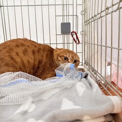 【予約不要】保護猫の譲渡会 サムネイル3