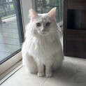 長毛のイケメンくんです