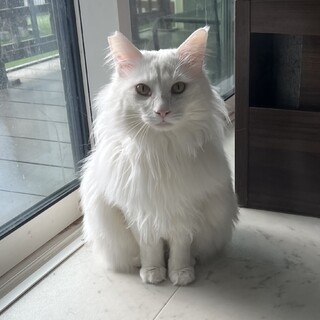 長毛のイケメンくんです