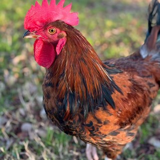 ボリスブラウン　オス　生後5ヶ月