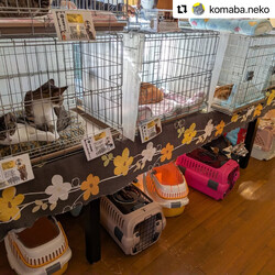 本気の譲渡会 サムネイル2