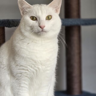 甘えん坊の女の子です