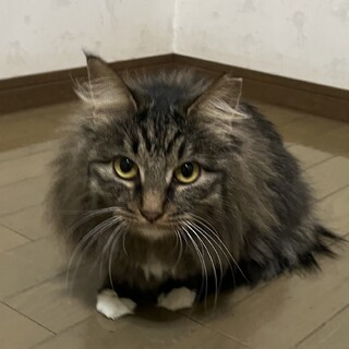 美猫の甘えん坊さんです