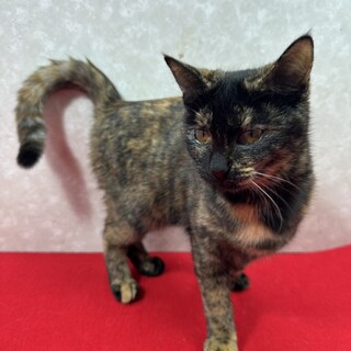 サビ好きにはたまらない柄と穏やかな性格❤ビトン