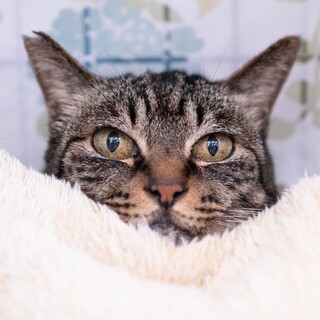 2/8高田馬場★桃ちゃん★人間の帰宅を心待ち