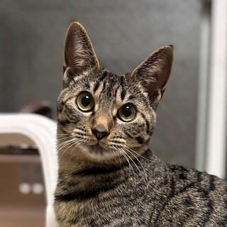 2/8高田馬場★苺ちゃん★お兄ちゃん思いの女子