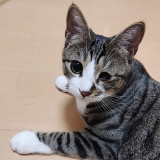 2/8高田馬場★黒豆くん★穏やかBOY