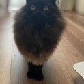 里親成立黒猫長毛のおんなのこ！みっちゃん