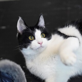 2/8高田馬場★フェリックスくん★わんぱくボーイ