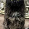 里親成立　黒猫長毛のおとこのこ！ごま