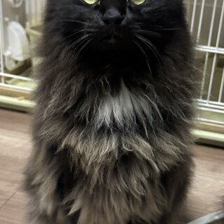 【交渉中】食いしん坊な黒猫長毛のおとこのこ！ごま
