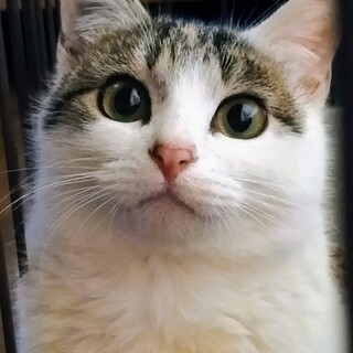 水かけ現場から保護◇美三毛むむちゃん