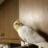はるいちもんめ