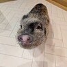 マイクロブタ　11か月　男の子　里親募集です！ サムネイル2