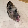 マイクロブタ　11か月　男の子　里親募集です！ サムネイル3