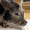 マイクロブタ　11か月　男の子　里親募集です！ サムネイル4