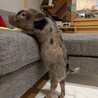 マイクロブタ　11か月　男の子　里親募集です！ サムネイル5