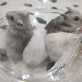 ゴールデンハムスターの里親を募集しています＾＾