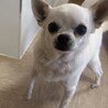 ちょっとふっくらのチワワ えるちゃん サムネイル2