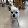 ちょっとふっくらのチワワ えるちゃん サムネイル3