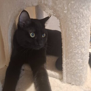 イケメンの黒猫月くん♪