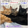 里親決定。人懐っこいサビ猫ムギちゃん サムネイル3