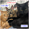 里親決定。人懐っこいサビ猫ムギちゃん サムネイル4