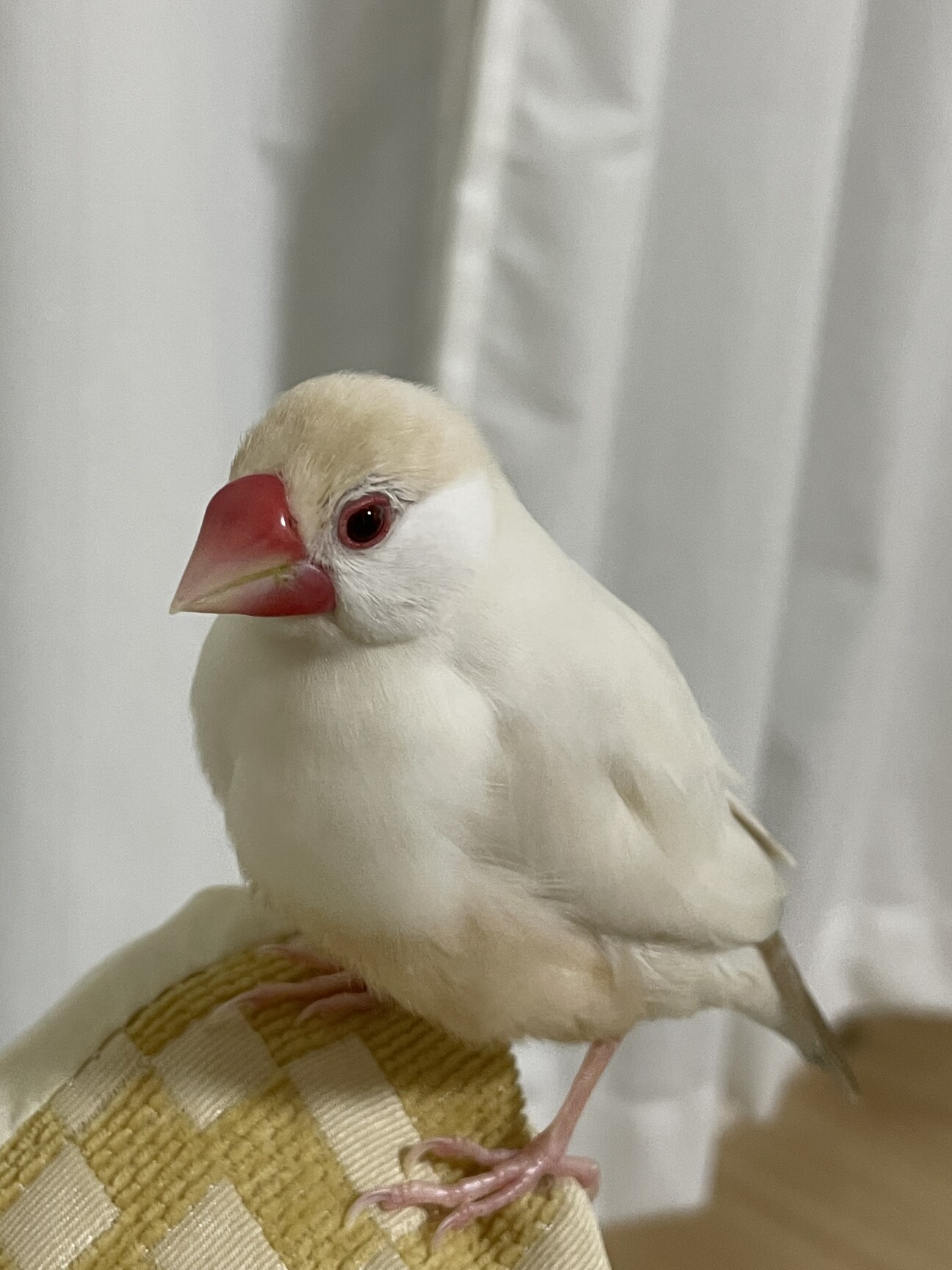 名古屋】クリーム文鳥」愛知県 - 鳥の里親募集(535356) :: ペットの