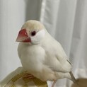 【名古屋】クリーム文鳥