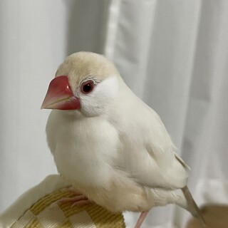 【名古屋】クリーム文鳥