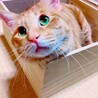 ひなまゆそう