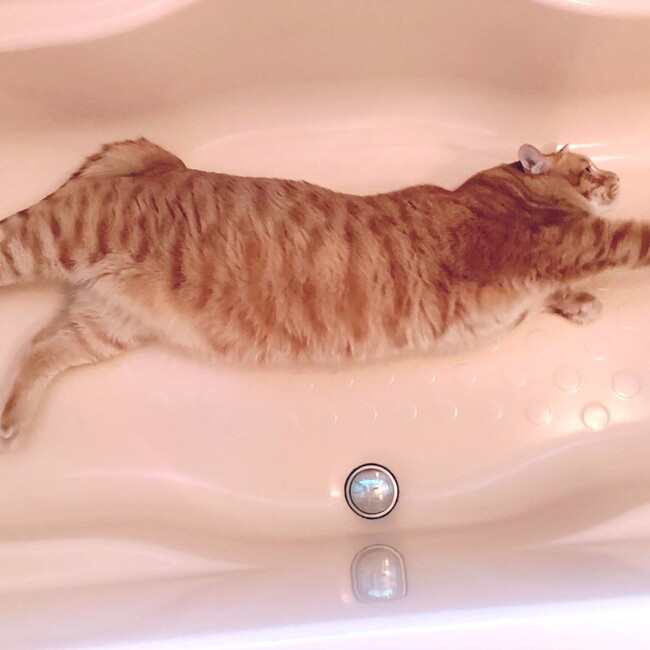 ひなまゆそうのカバー写真