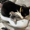 ショウタロスイマジン