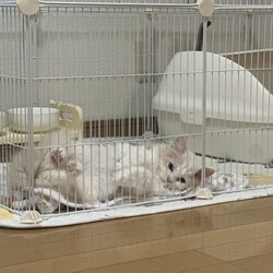 胸骨形成不全の子猫