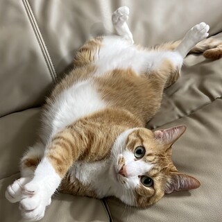 うにくん4歳オス大型です