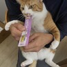 うにくん4歳オス大型です サムネイル2