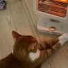 うにくん4歳オス大型です サムネイル3
